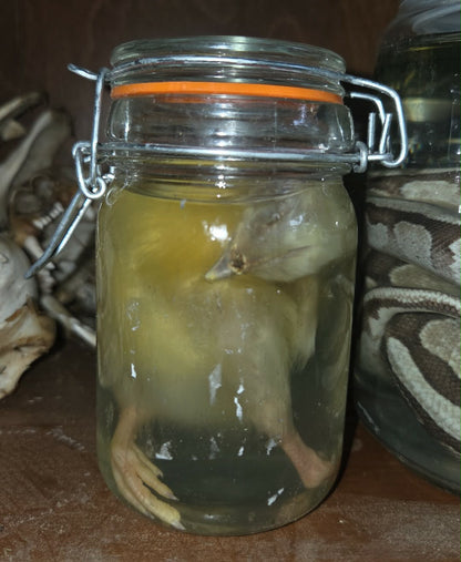 Poussin dans le formol - wet specimen