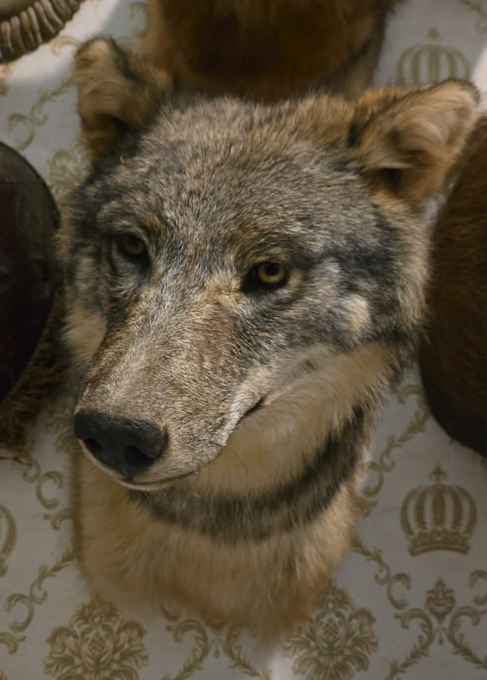 Taxidermies têtes de loup