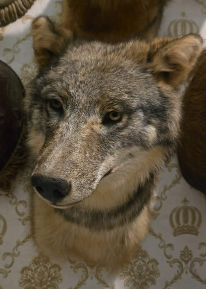 Taxidermies têtes de loup