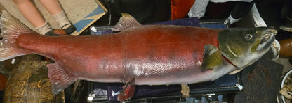 Taxidermie saumon rouge