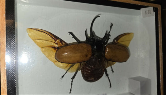 Scarabée, dendroctone rhinocéros à cinq cornes encadré