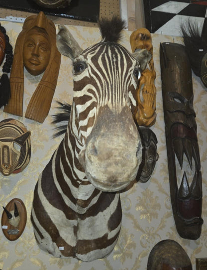 Taxidermie vintage tête de zèbre