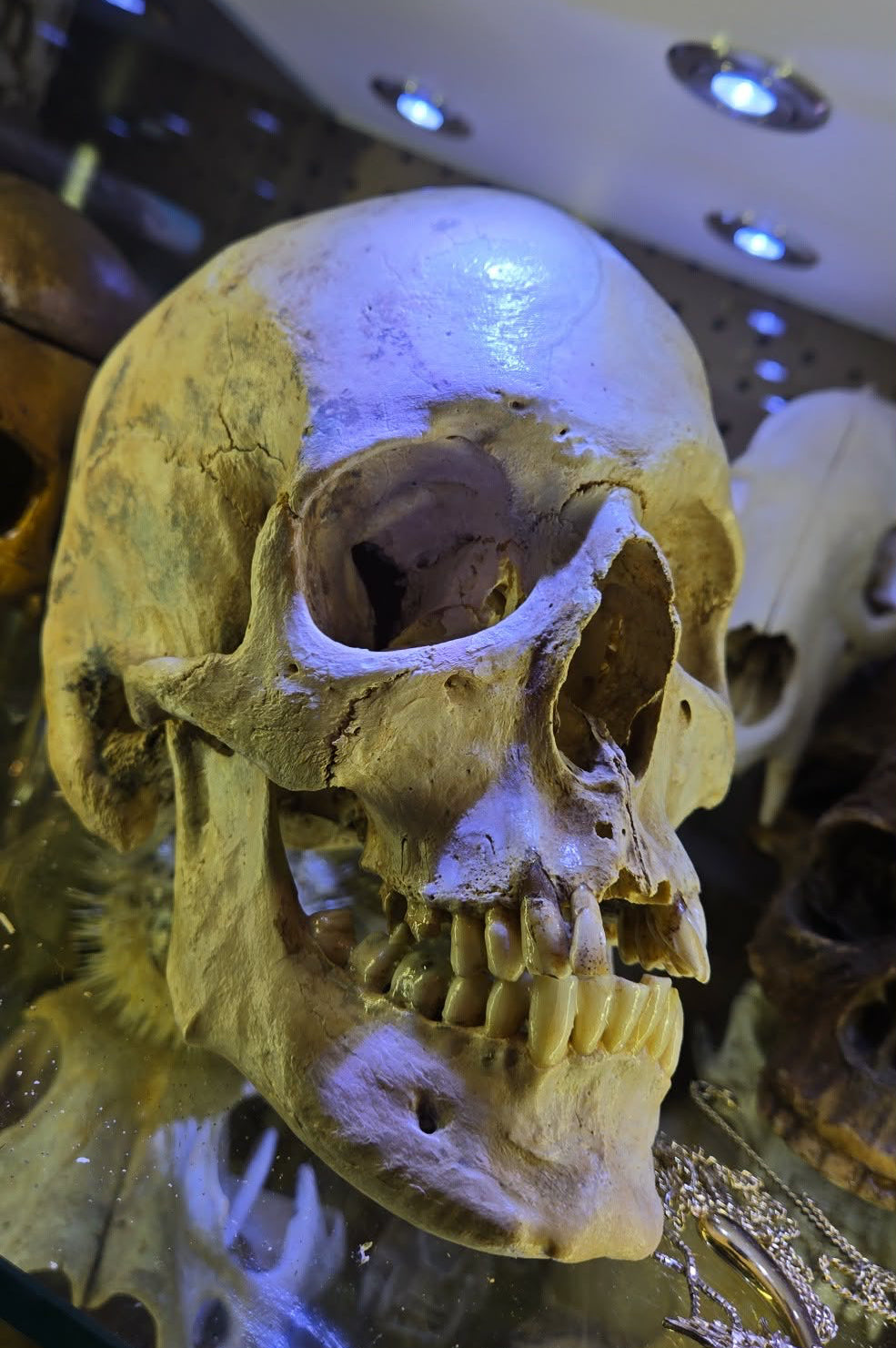 Crâne homo sapiens sapiens hollandais mâle