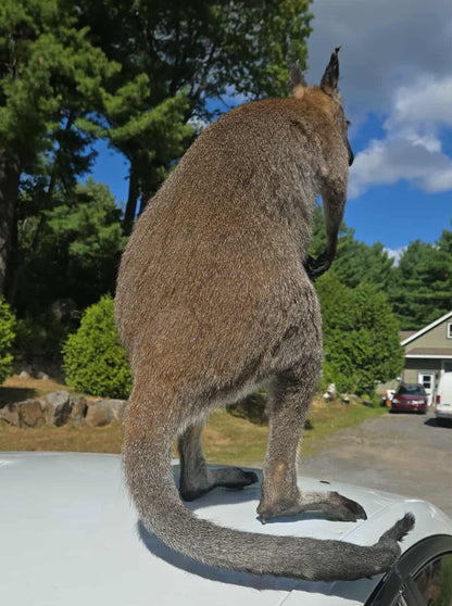 Taxidermie antique d'un kangourou