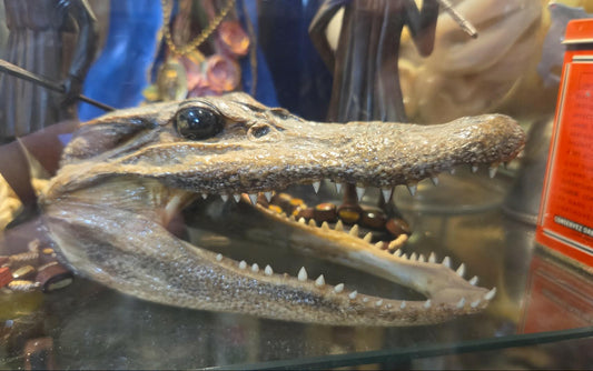 Petite tête d'alligator déshydratée