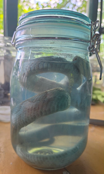 Serpent dans le formol