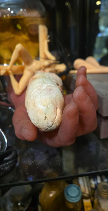 Phallus en plâtre par un artiste