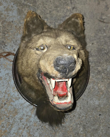 Taxidermie tête de loup antique