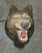 Taxidermie tête de loup antique