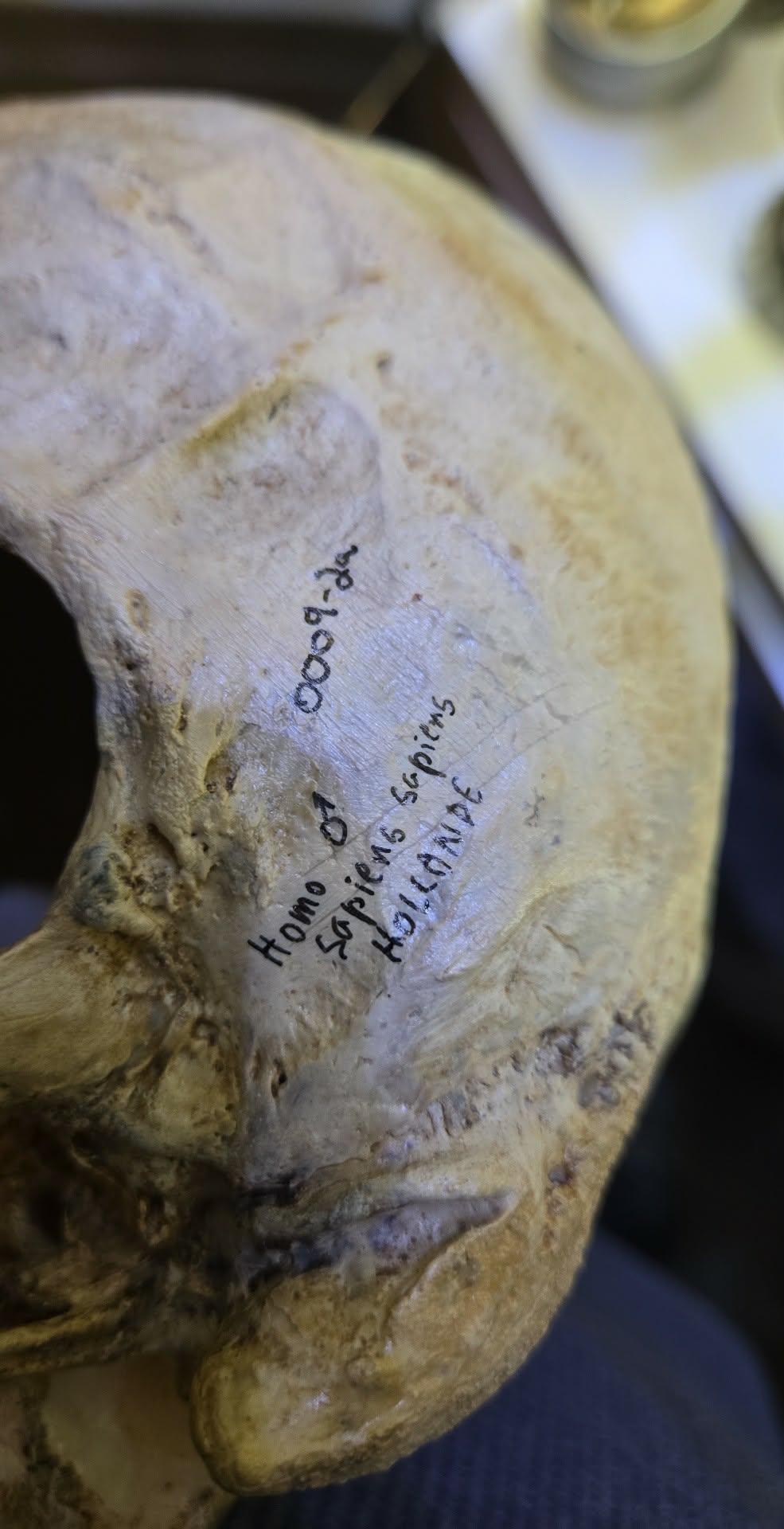 Crâne homo sapiens sapiens hollandais mâle