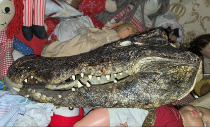 Grande tête de crocodile déshydratée