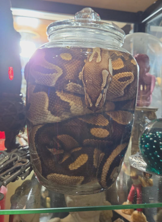 Wet specimen Python Royal
