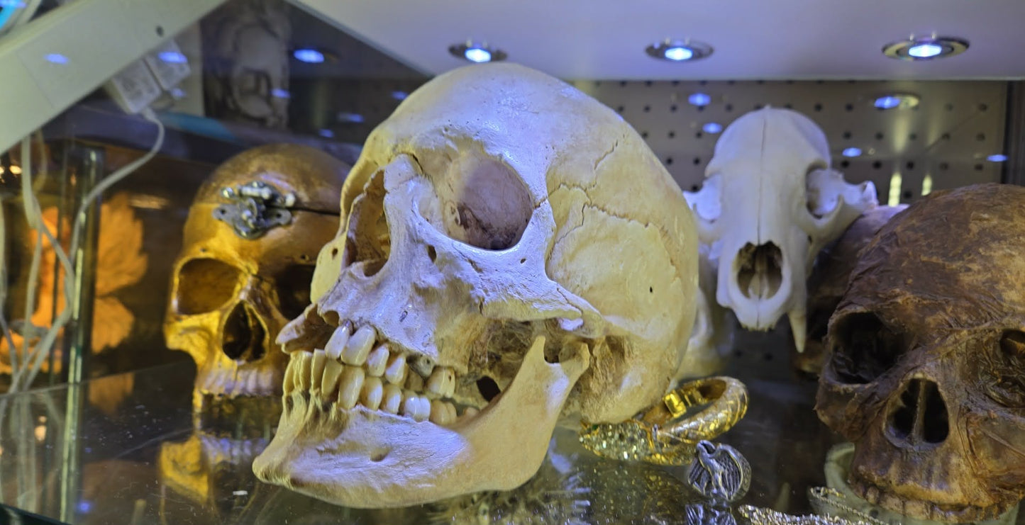 Crâne homo sapiens sapiens hollandais mâle