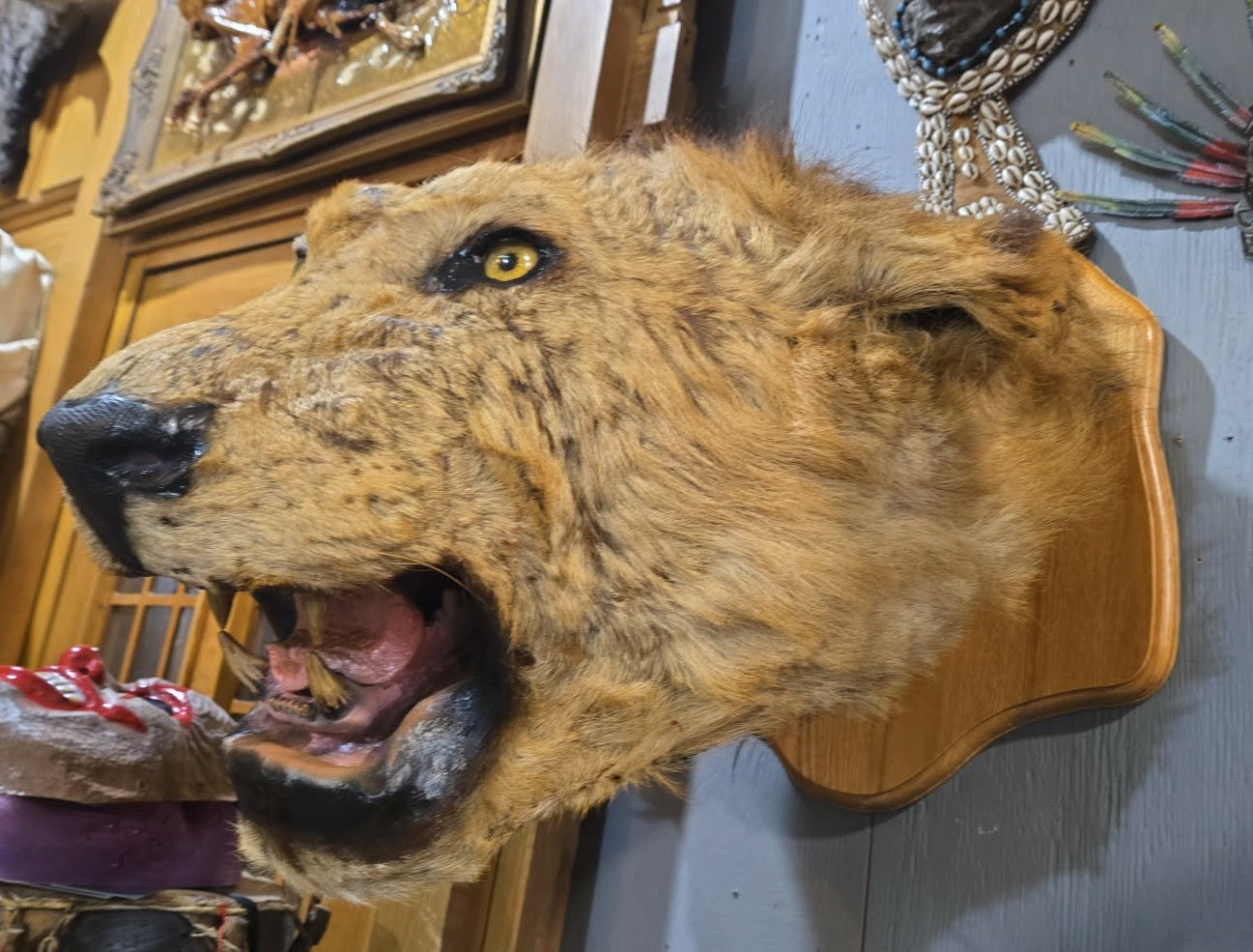 Taxidermie antique tête de lion