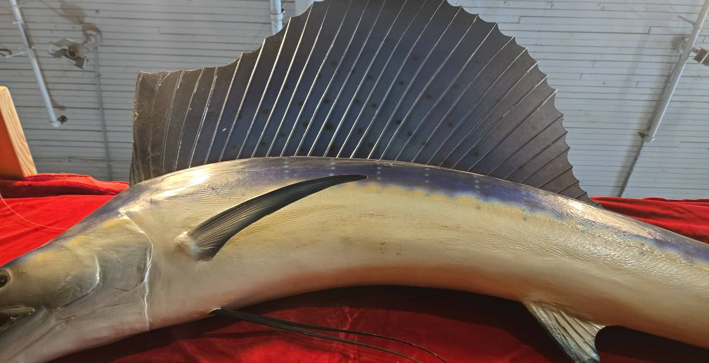 Taxidermie Marlin Voilier Sailfish