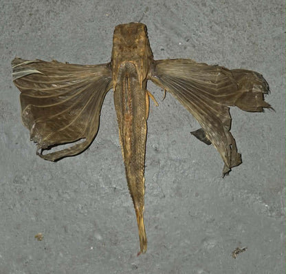 Poisson volant déshydraté