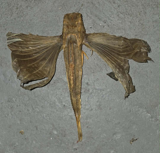 Poisson volant déshydraté