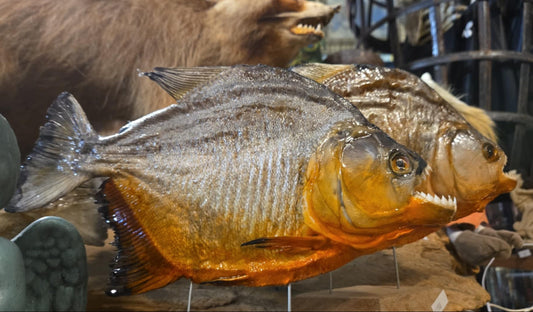 Taxidermies piranhas à ventre rouge sur socle en bois.