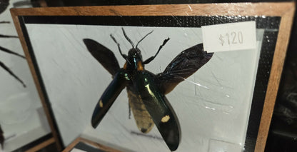 Insecte naturalisé encadré Megaloxantha bicolor