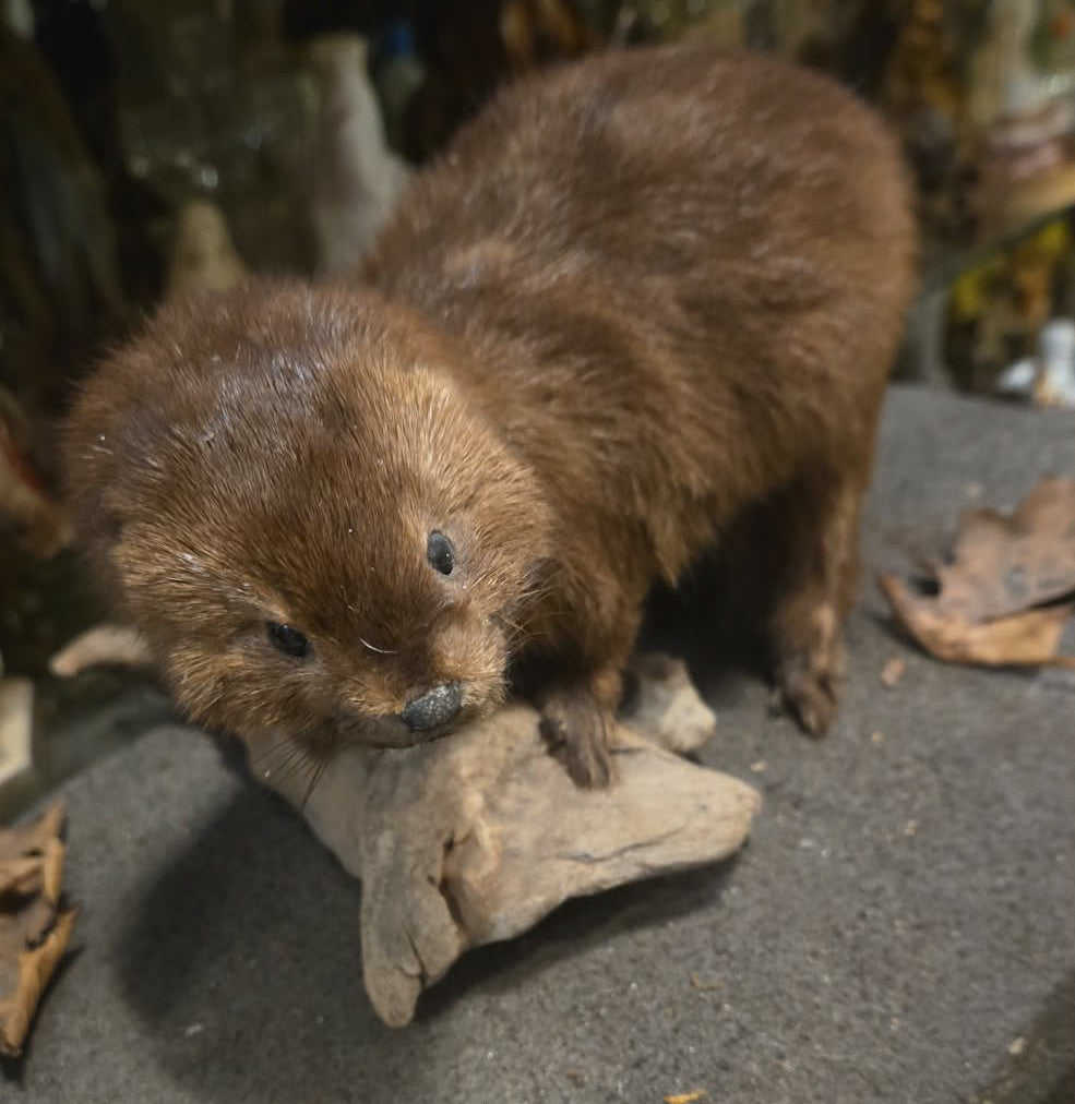 Taxidermie vintage vison d'Amérique