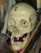 Crâne matériel pédagogique médical antique