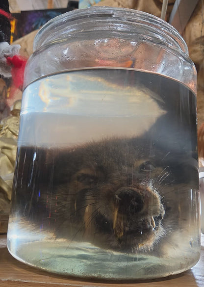 Wet specimen tête de coyote