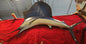 Taxidermie Marlin Voilier Sailfish