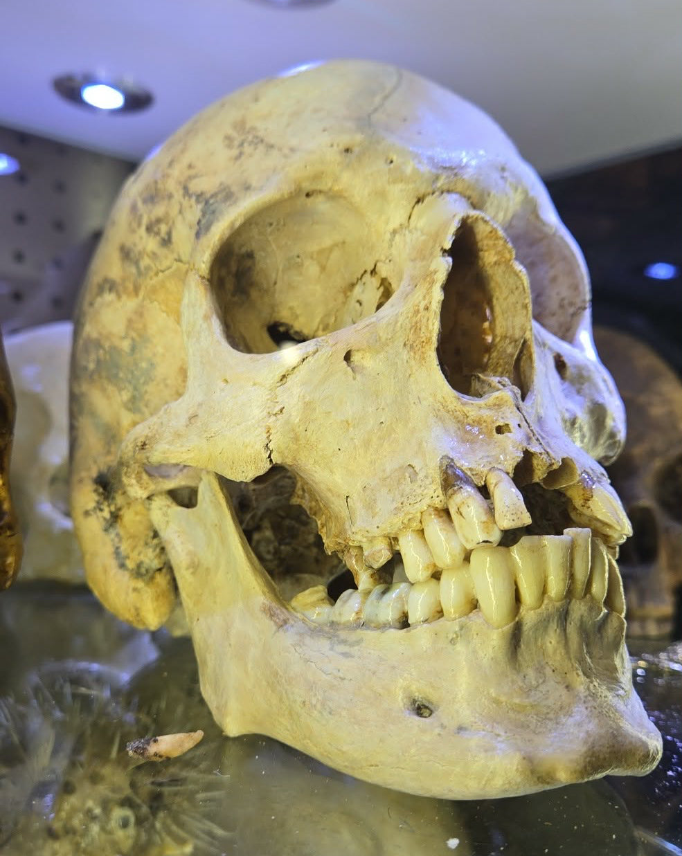 Crâne homo sapiens sapiens hollandais mâle