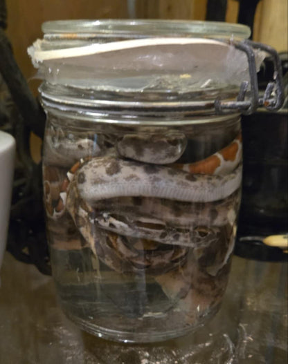 Plusieurs petits serpents dans le formol - wet specimen