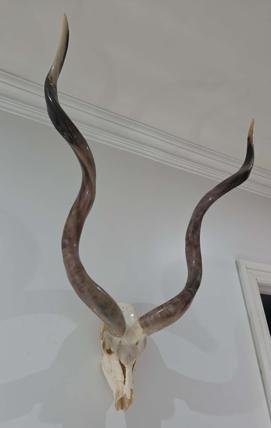 Crâne d'antilope avec cornes