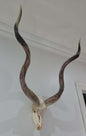 Crâne d'antilope avec cornes
