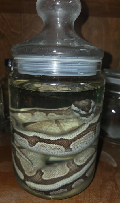 Python royal dans le formol