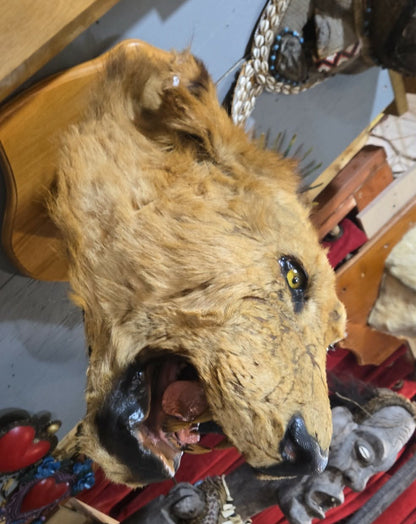 Taxidermie antique tête de lion