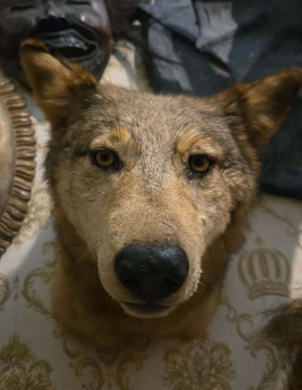 Taxidermies têtes de loup