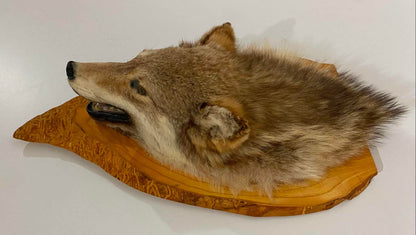 Taxidermie tête de loup sur socle de bois