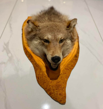 Taxidermie tête de loup sur socle de bois