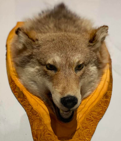 Taxidermie tête de loup sur socle de bois
