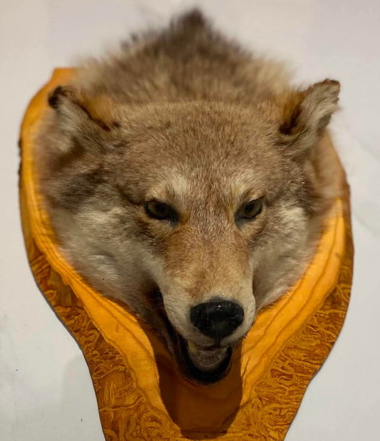 Taxidermie tête de loup sur socle de bois