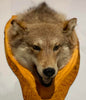 Taxidermie tête de loup sur socle de bois