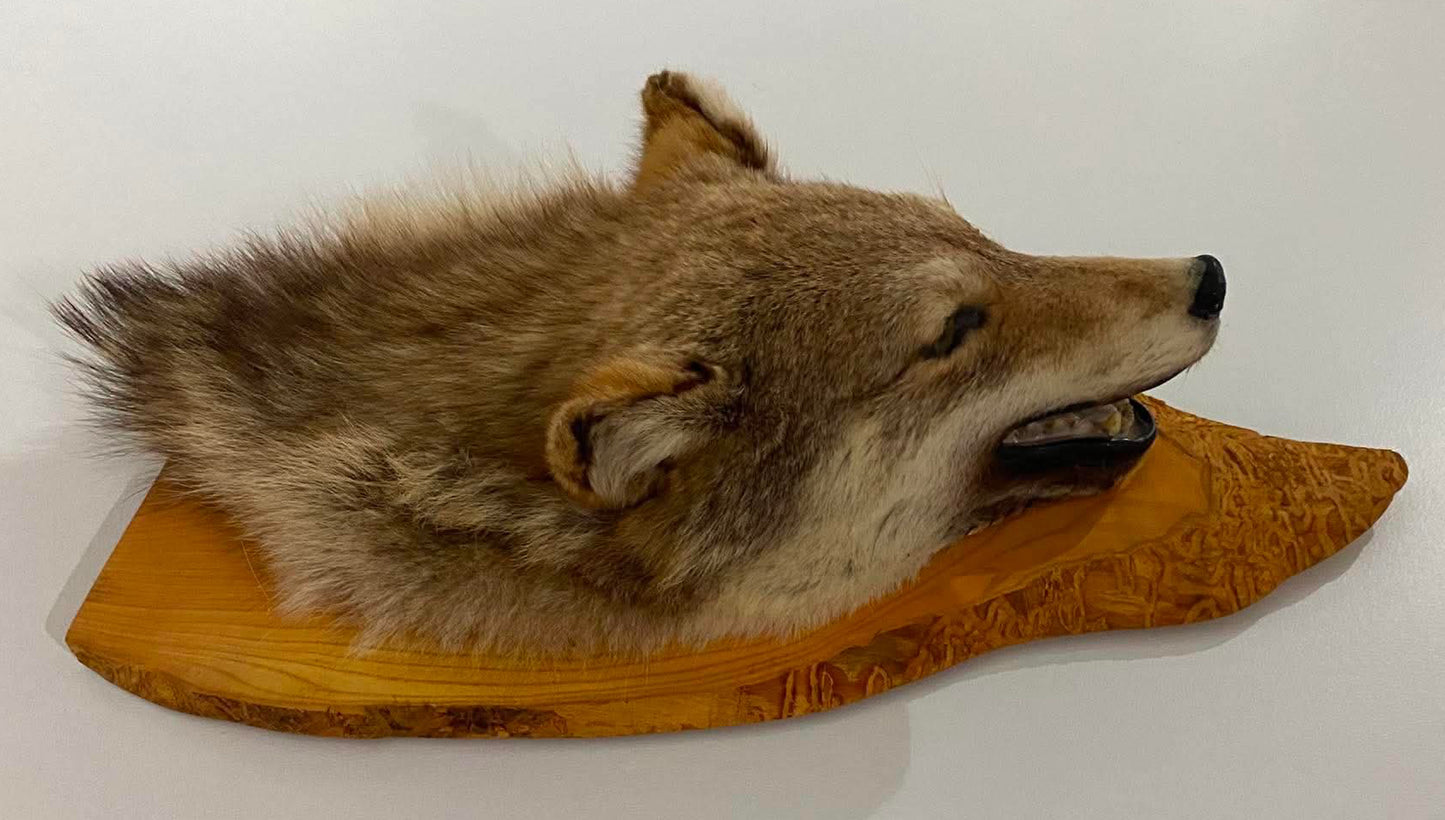 Taxidermie tête de loup sur socle de bois