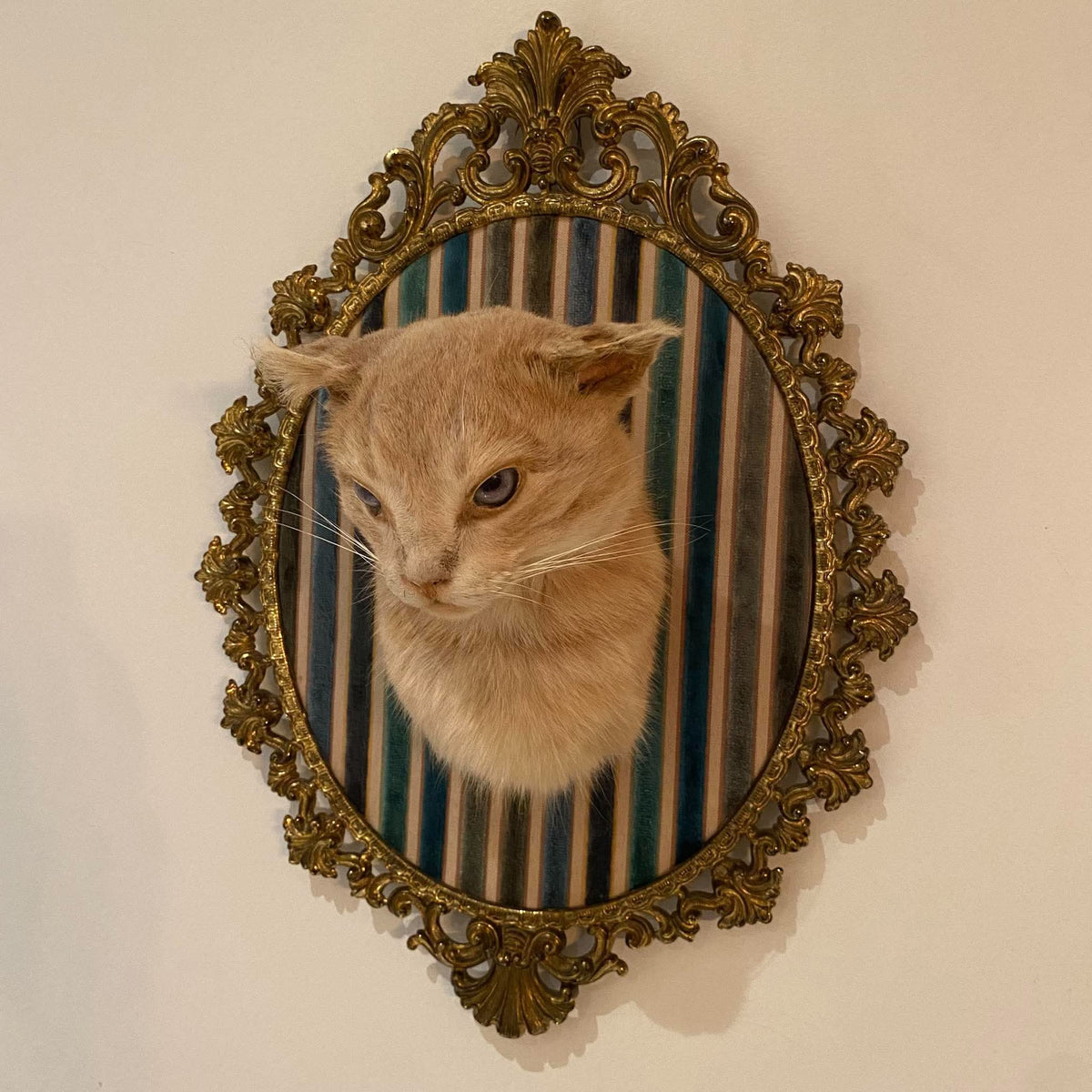 Taxidermie vintage tête de chat encadrée