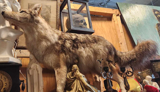 Coyote taxidermie.