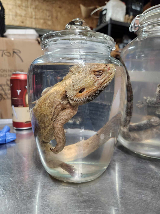 Iguane Wet Specimen